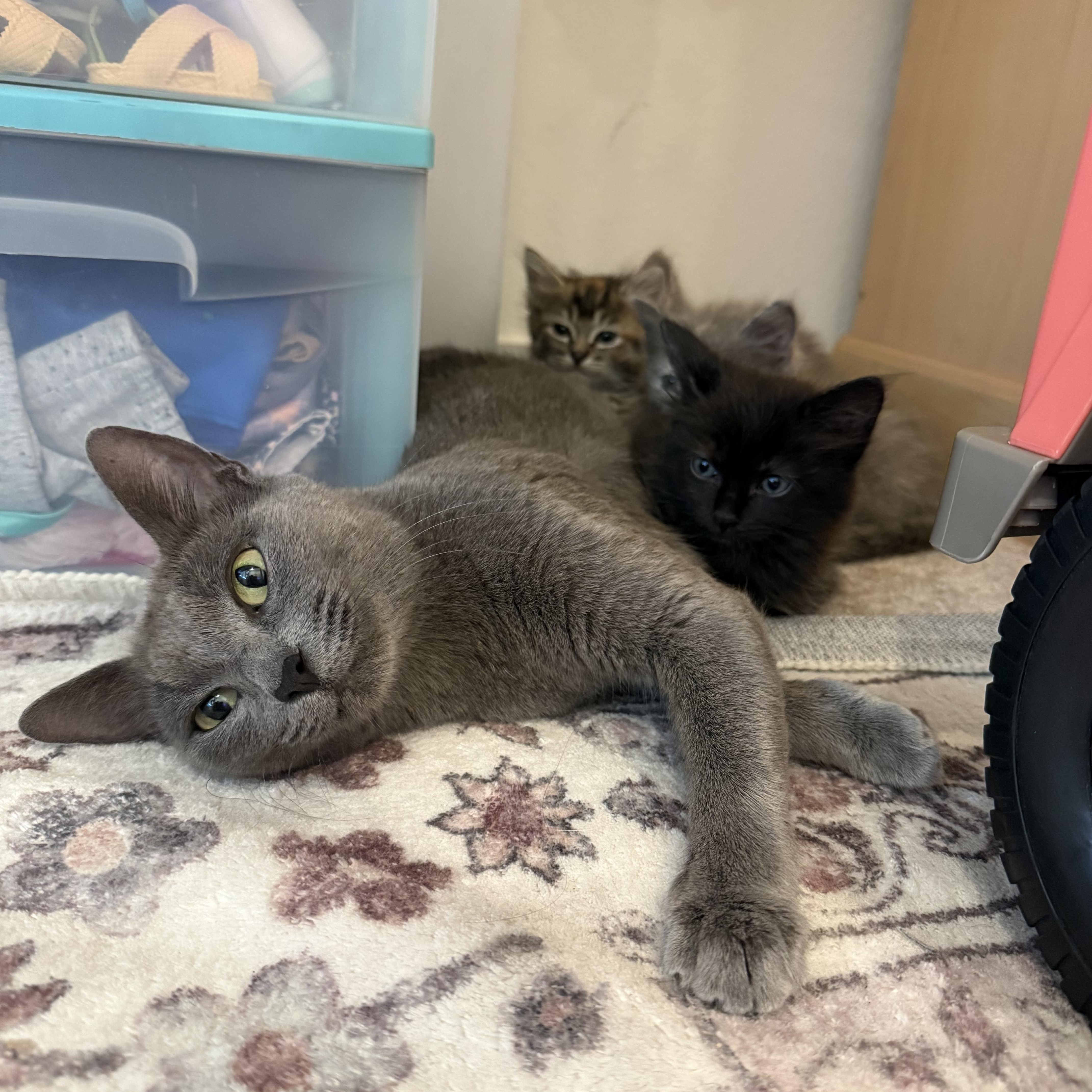 Poppy, an adopted Russian Blue in West Seneca, NY image 4/5