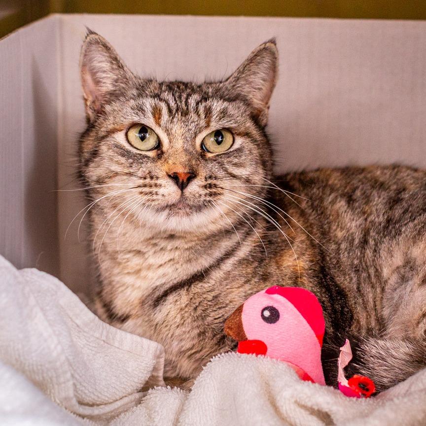 Suki, Adoptable, Adult Female Domestic Short Hair.