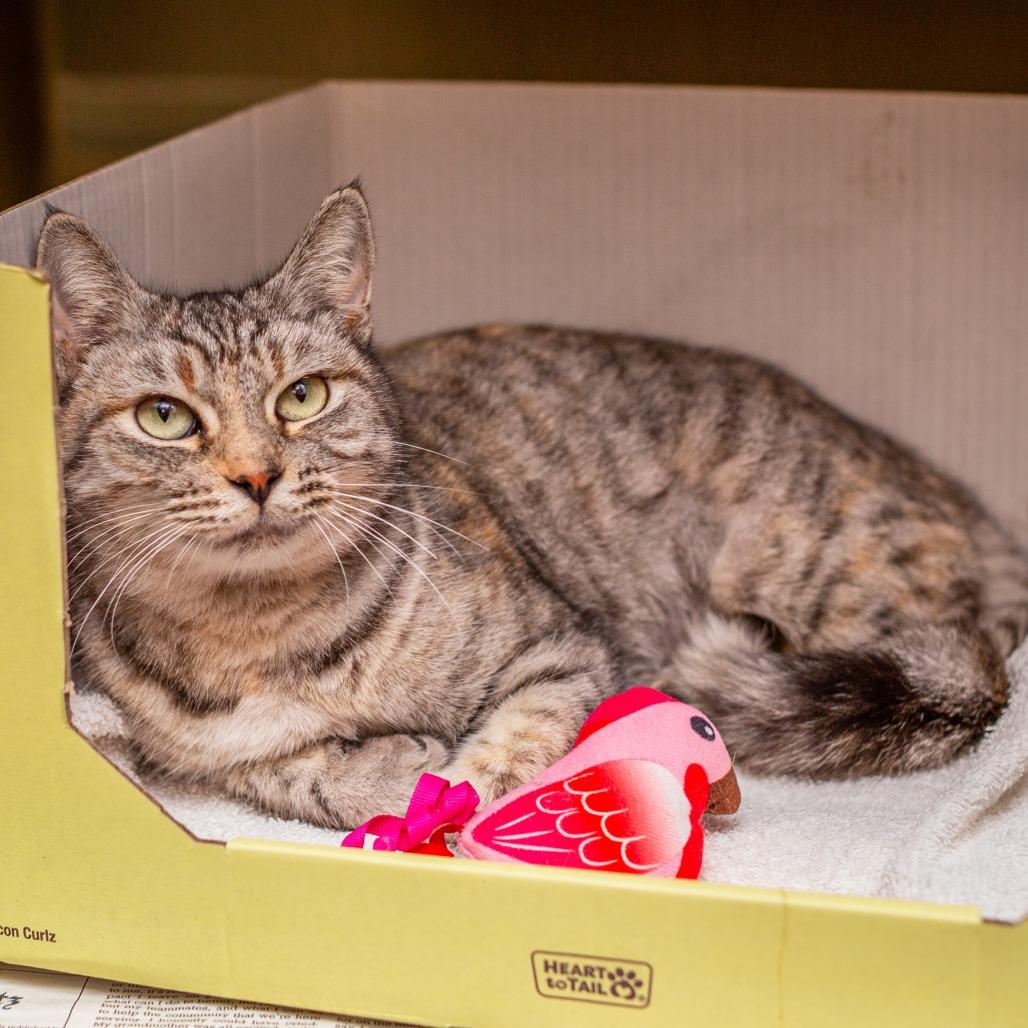 Enlarge Suki, a Adoptable mixed breed in Hattiesburg, MS image 2/5