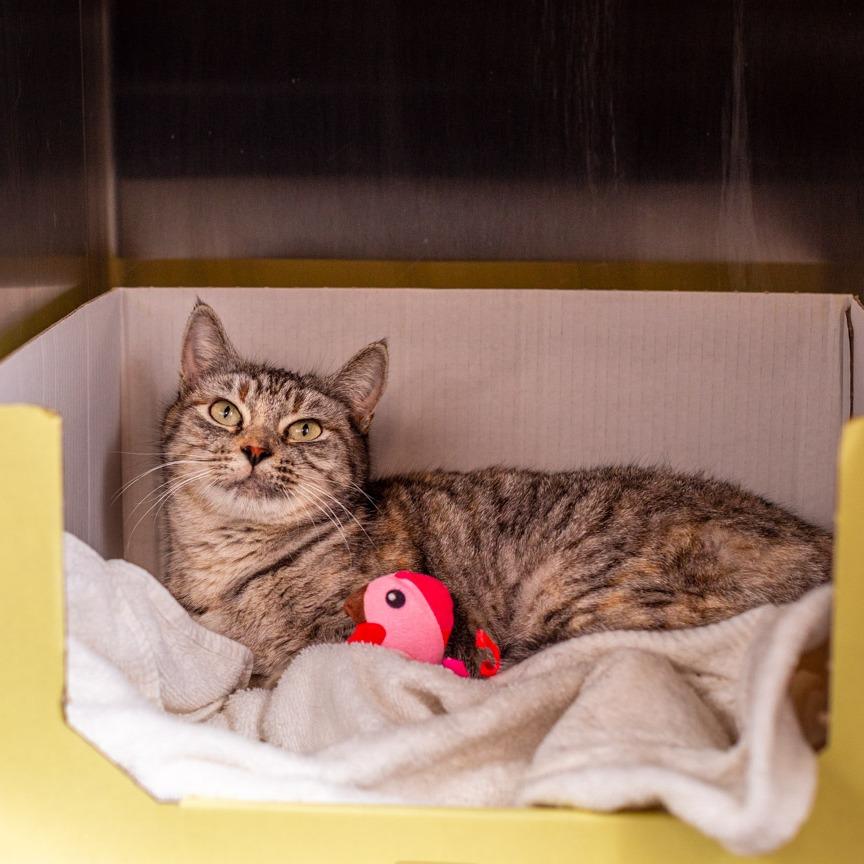 Enlarge Suki, a Adoptable mixed breed in Hattiesburg, MS image 3/5