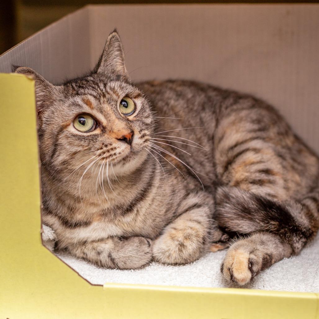 Enlarge Suki, a Adoptable mixed breed in Hattiesburg, MS image 4/5