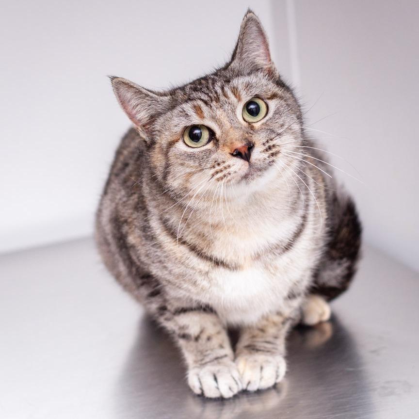 Enlarge Suki, a Adoptable mixed breed in Hattiesburg, MS image 5/5