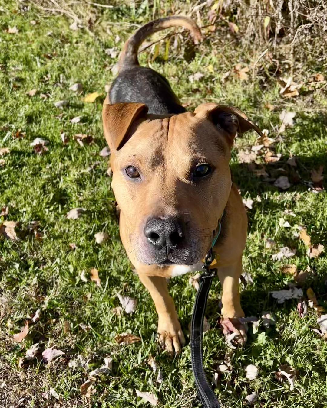 Dog for adoption Banshee, a Mixed Breed in Warren, OH Petfinder