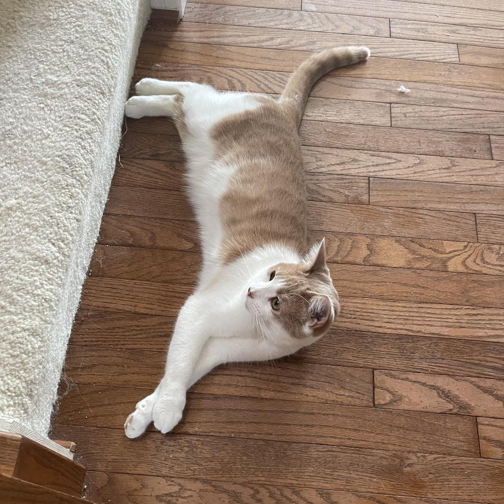 Grayson, Adoptable, Adult Male Domestic Short Hair.