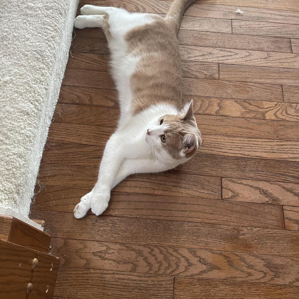 Enlarge Grayson, a Adoptable Domestic Short Hair in Bel Air, MD image 2/3