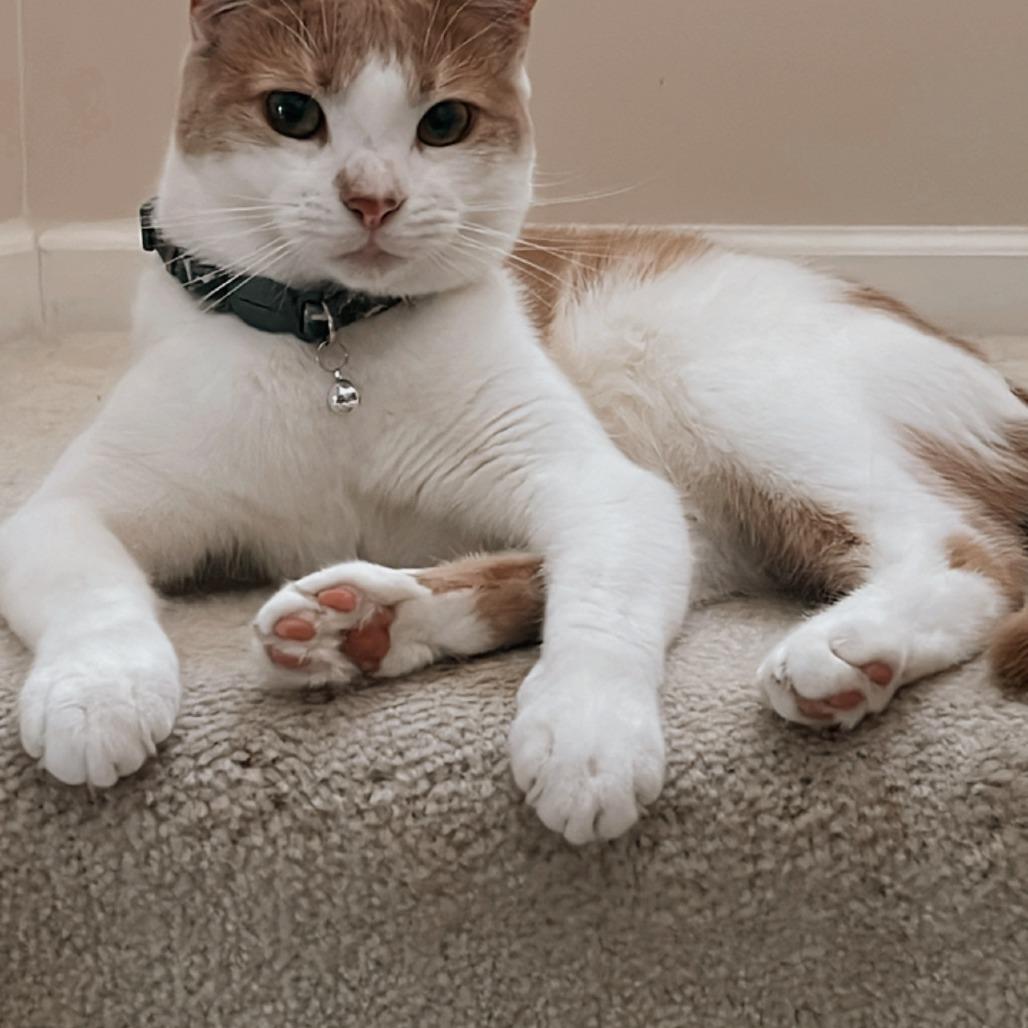 Enlarge Grayson, a Adoptable Domestic Short Hair in Bel Air, MD image 3/3