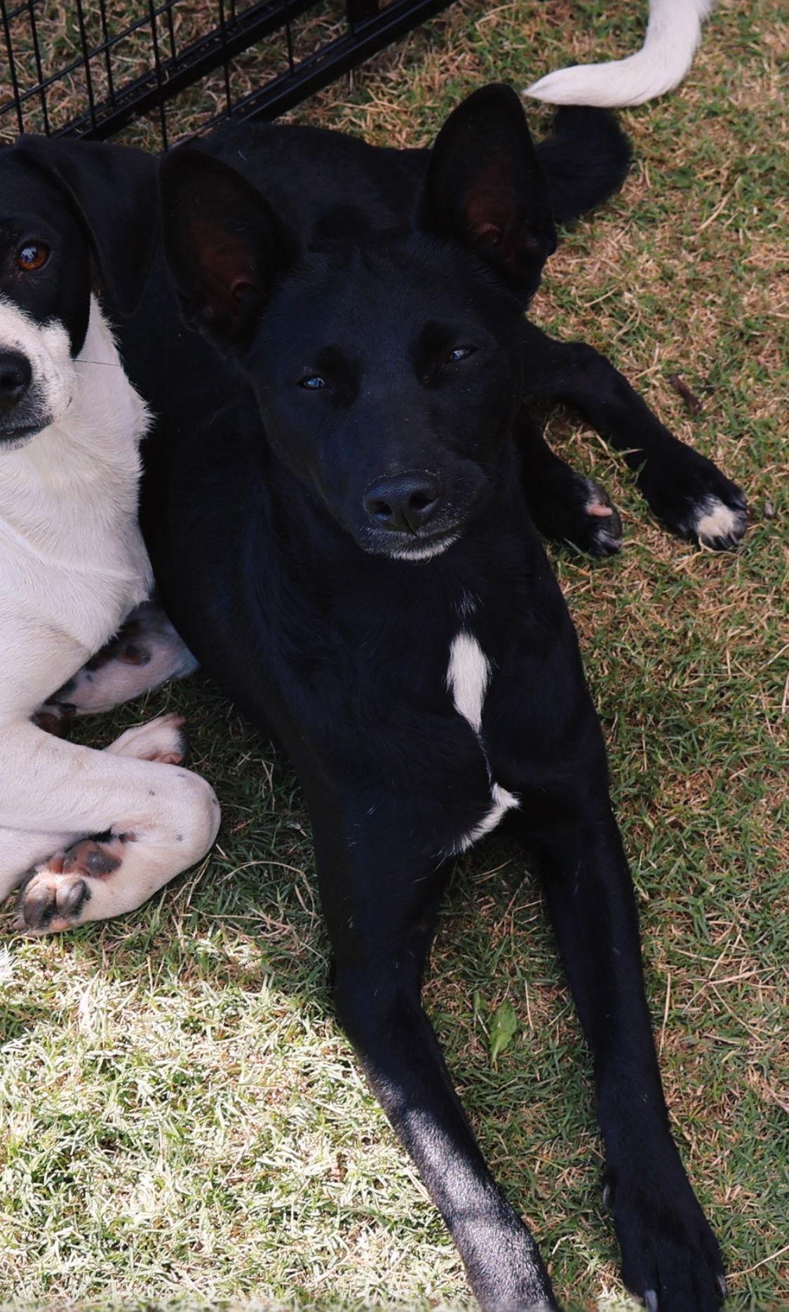Pugsley, Adoptable, Young Male Rat Terrier & Beagle.