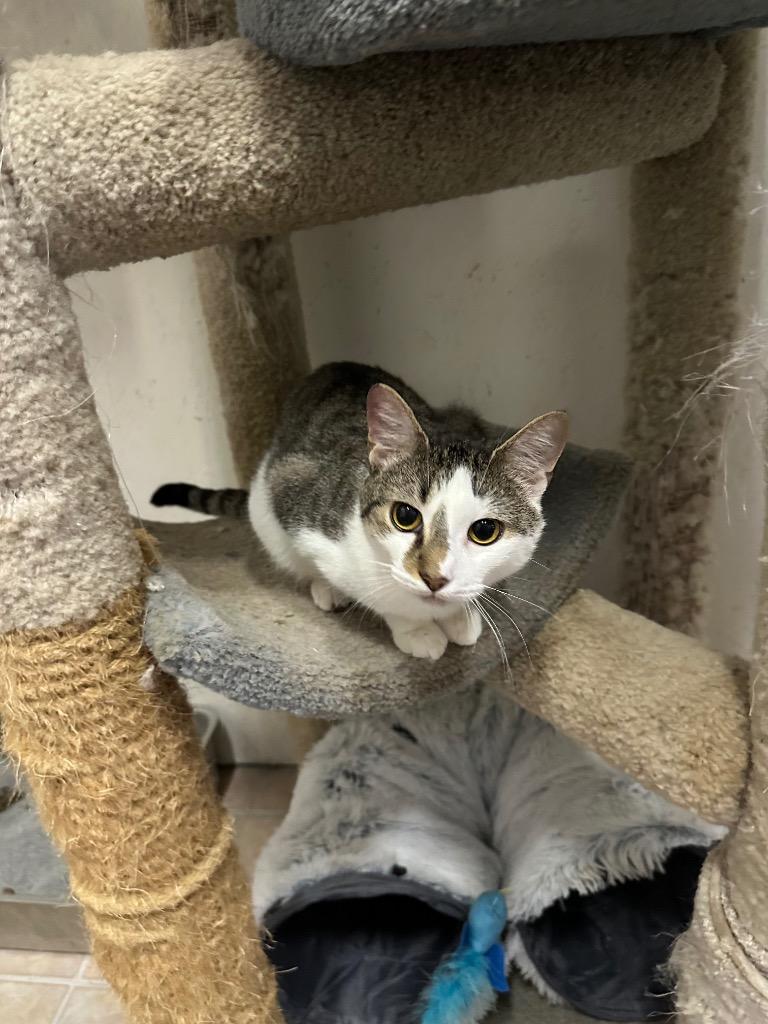 Meowington, Adoptable, Young Male Domestic Short Hair.