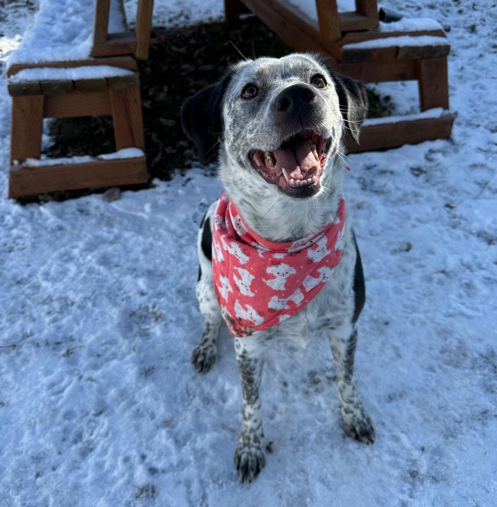 Enlarge Newsie, a Adoptable mixed breed in Logan, UT image 1/2