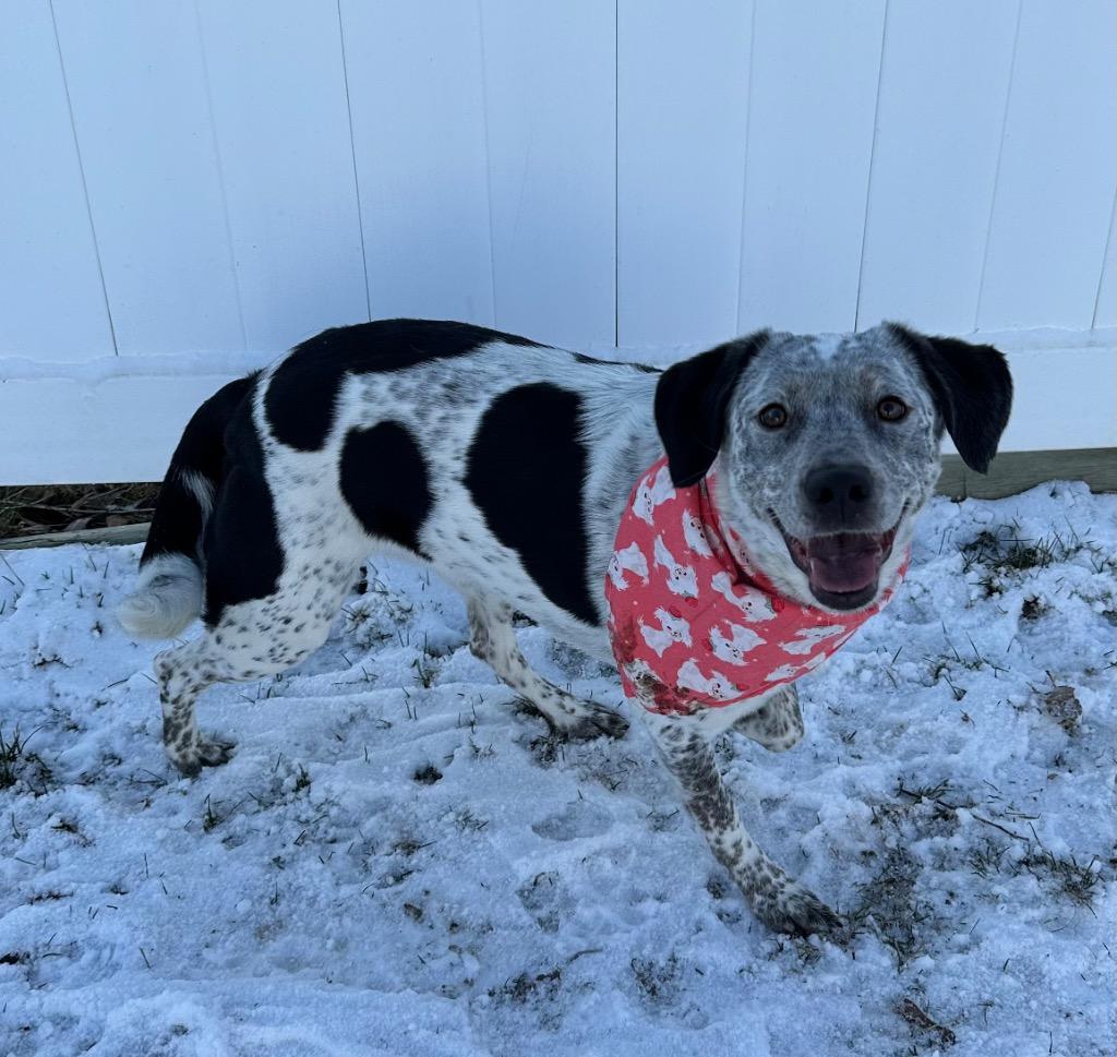 Enlarge Newsie, a Adoptable mixed breed in Logan, UT image 2/2