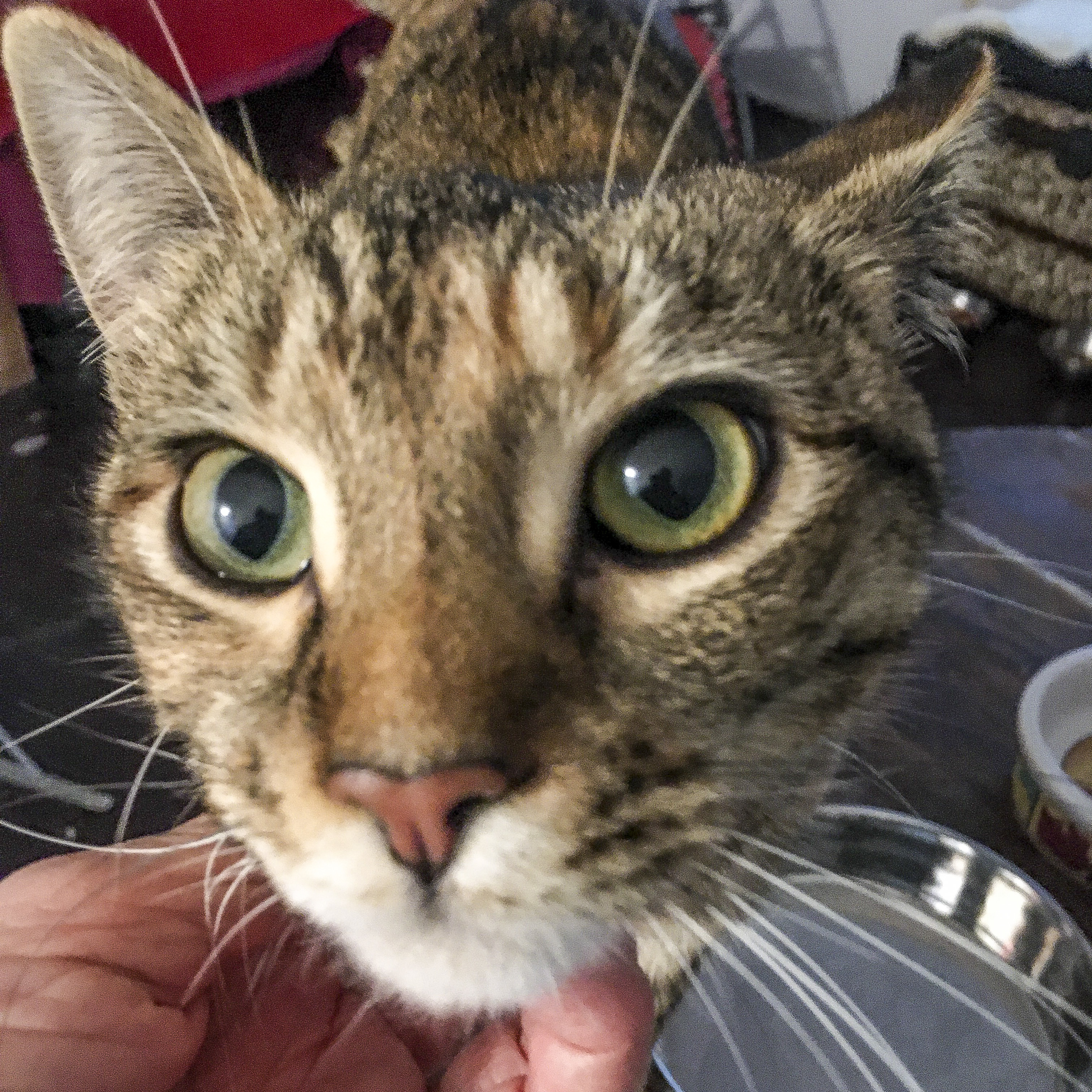 Kipo [Bonded with Lucas], Adoptable, Young Female Tabby.