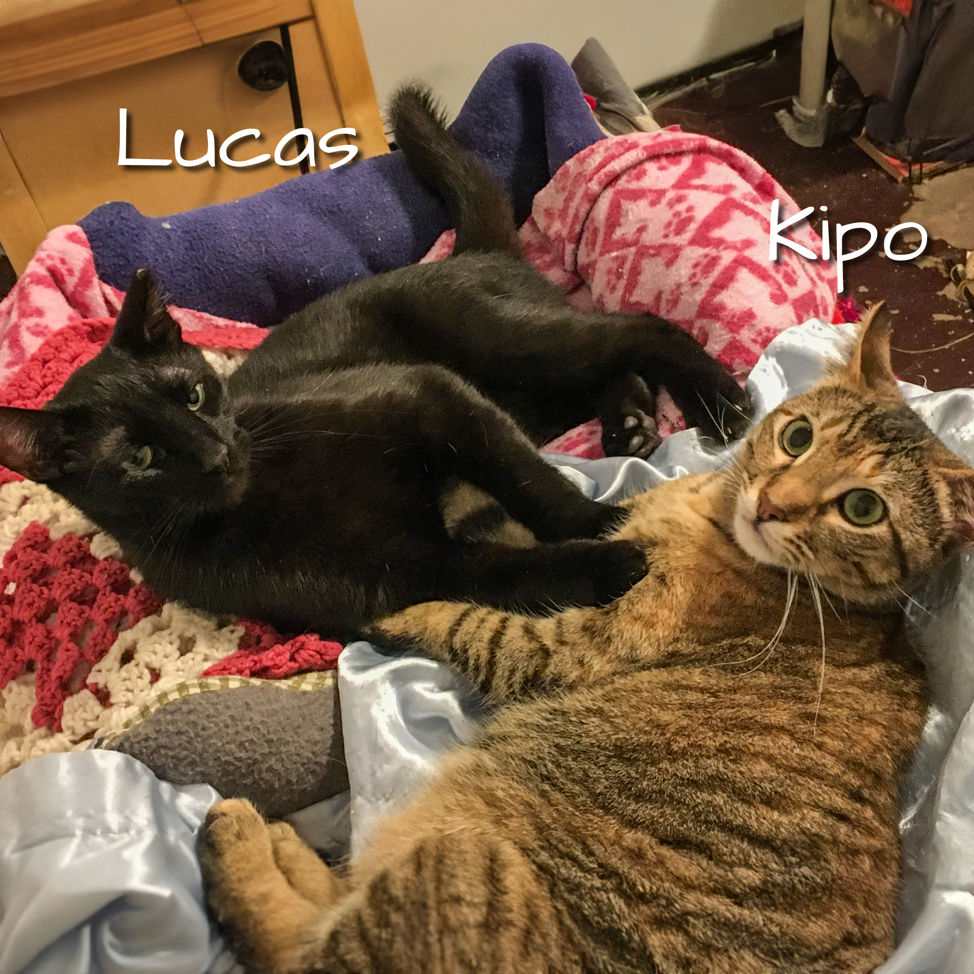 Enlarge Kipo [Bonded with Lucas], a Adoptable mixed breed in Benicia, CA image 2/9