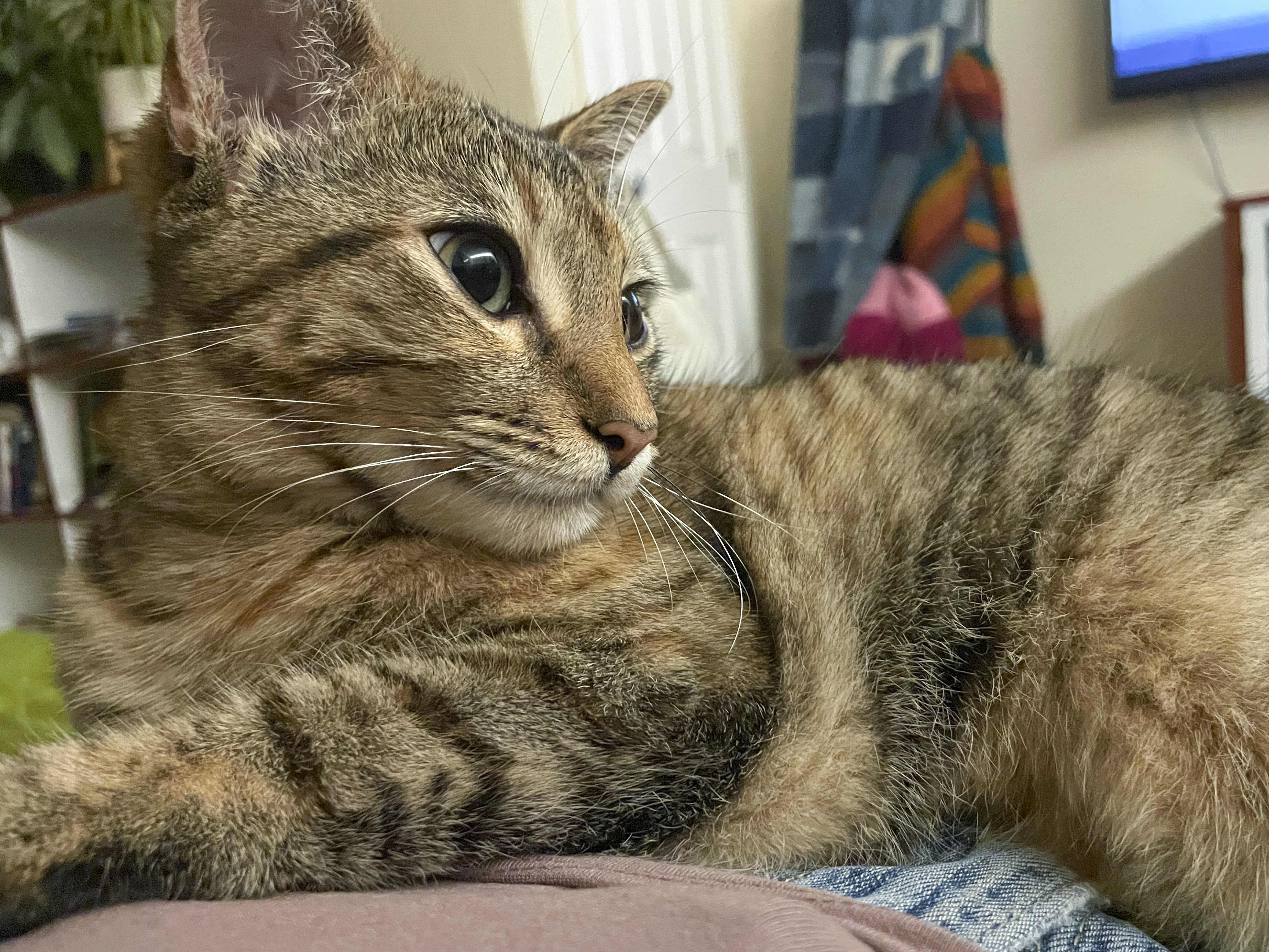 Kipo [Bonded with Lucas], Adoptable, Young Female Tabby.