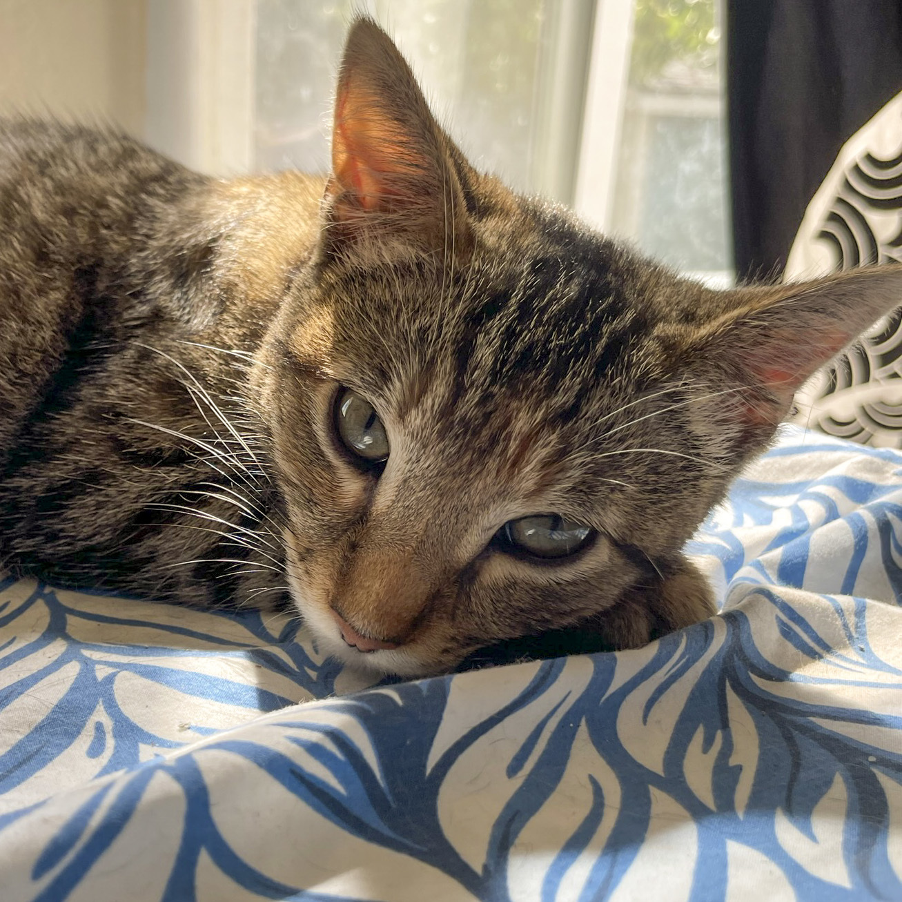 Kipo [Bonded with Lucas], an adoptable Tabby in Benicia, CA, 94510 | Photo Image 3