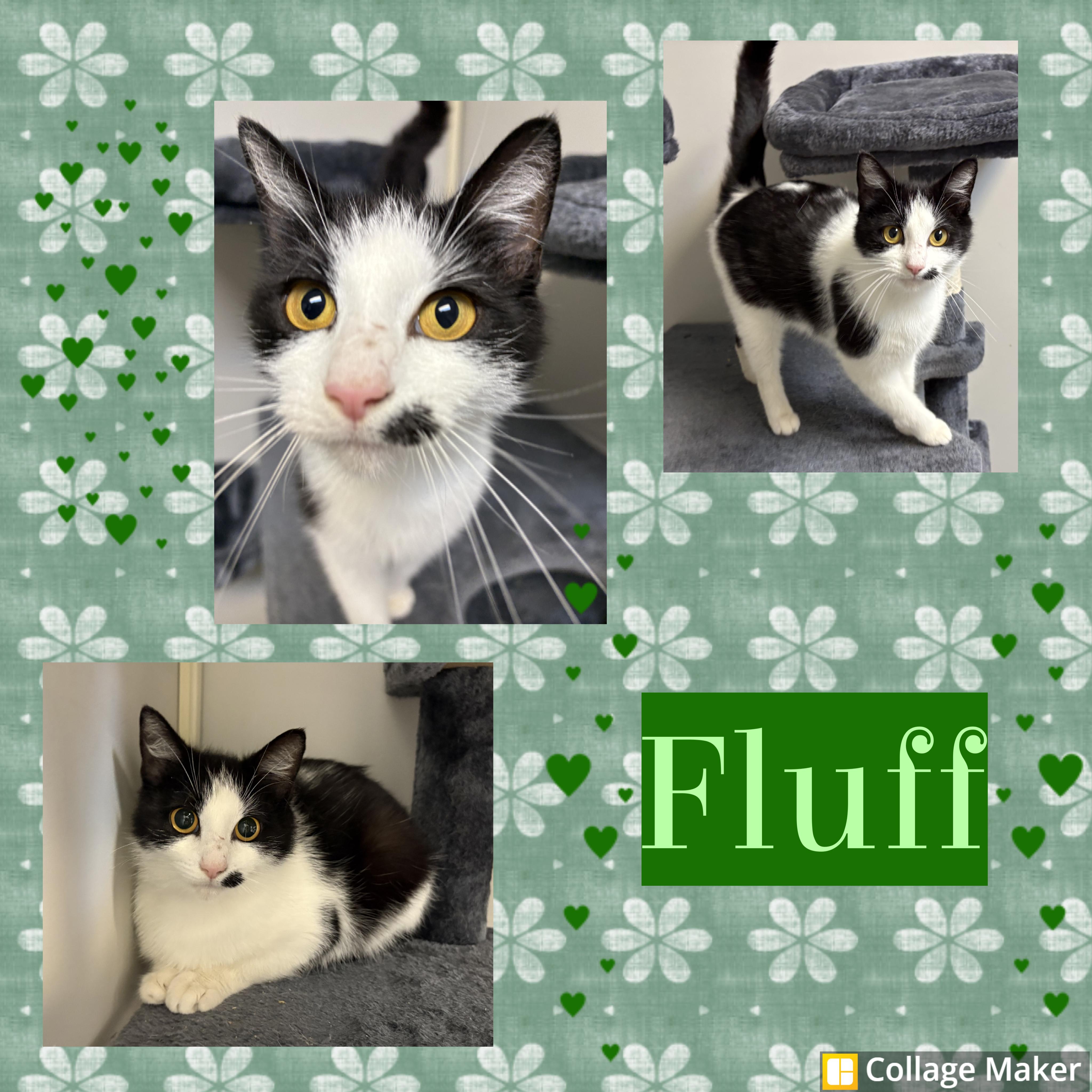 Fluff, ADOPTABLE, Young Female Domestic Short Hair.