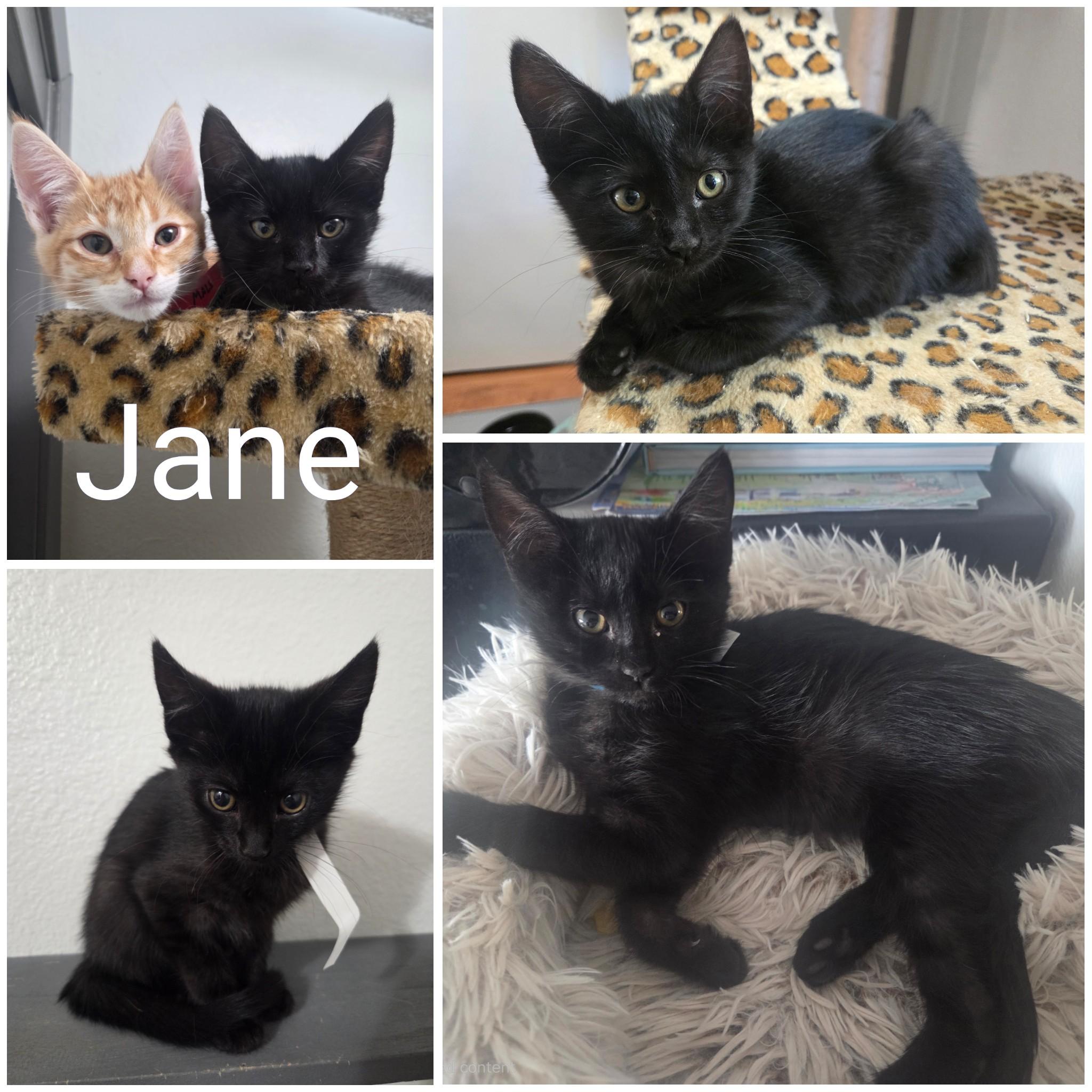 Enlarge Jane, a Adoptable Domestic Short Hair in Newberg, OR image 1/1