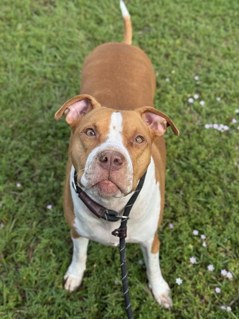Enlarge FENDI, a Adoptable American Staffordshire Terrier in Fort Lauderdale, FL image 1/1