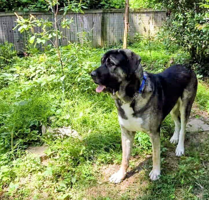 Enlarge Koa, a Adoptable mixed breed in Cheverly, MD image 4/6