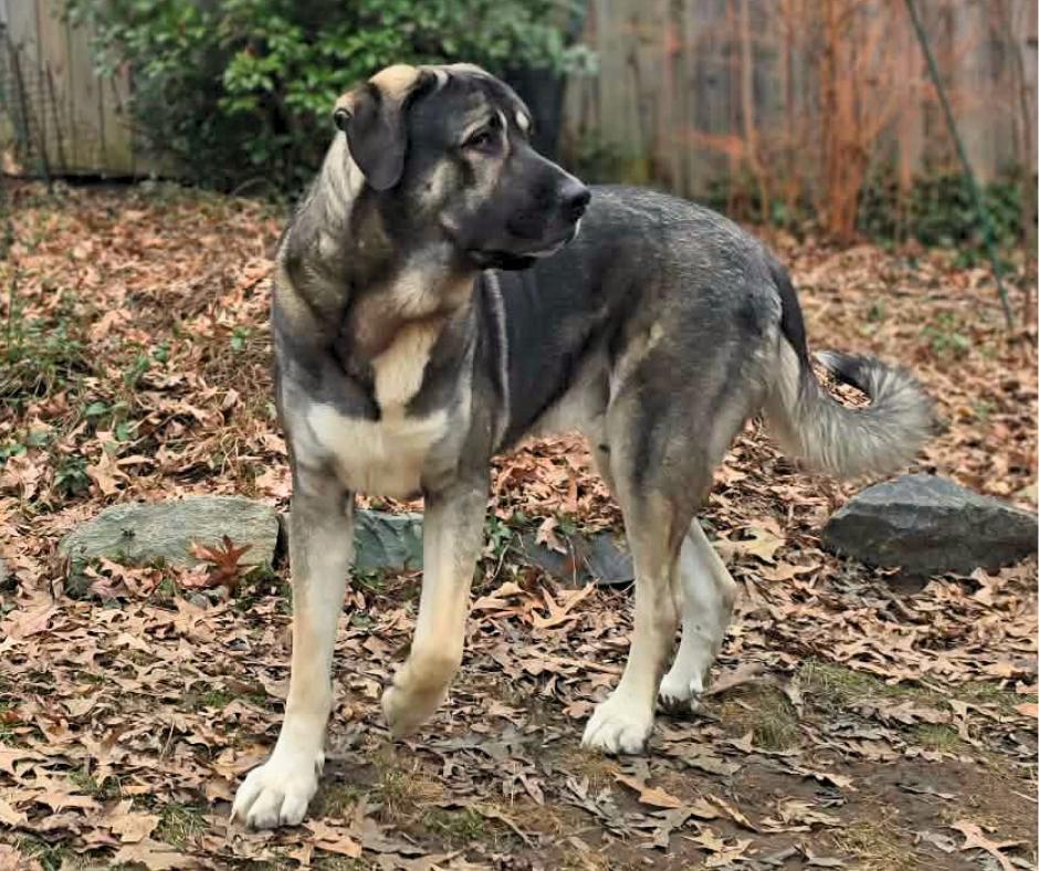 Enlarge Koa, a Adoptable mixed breed in Cheverly, MD image 2/6