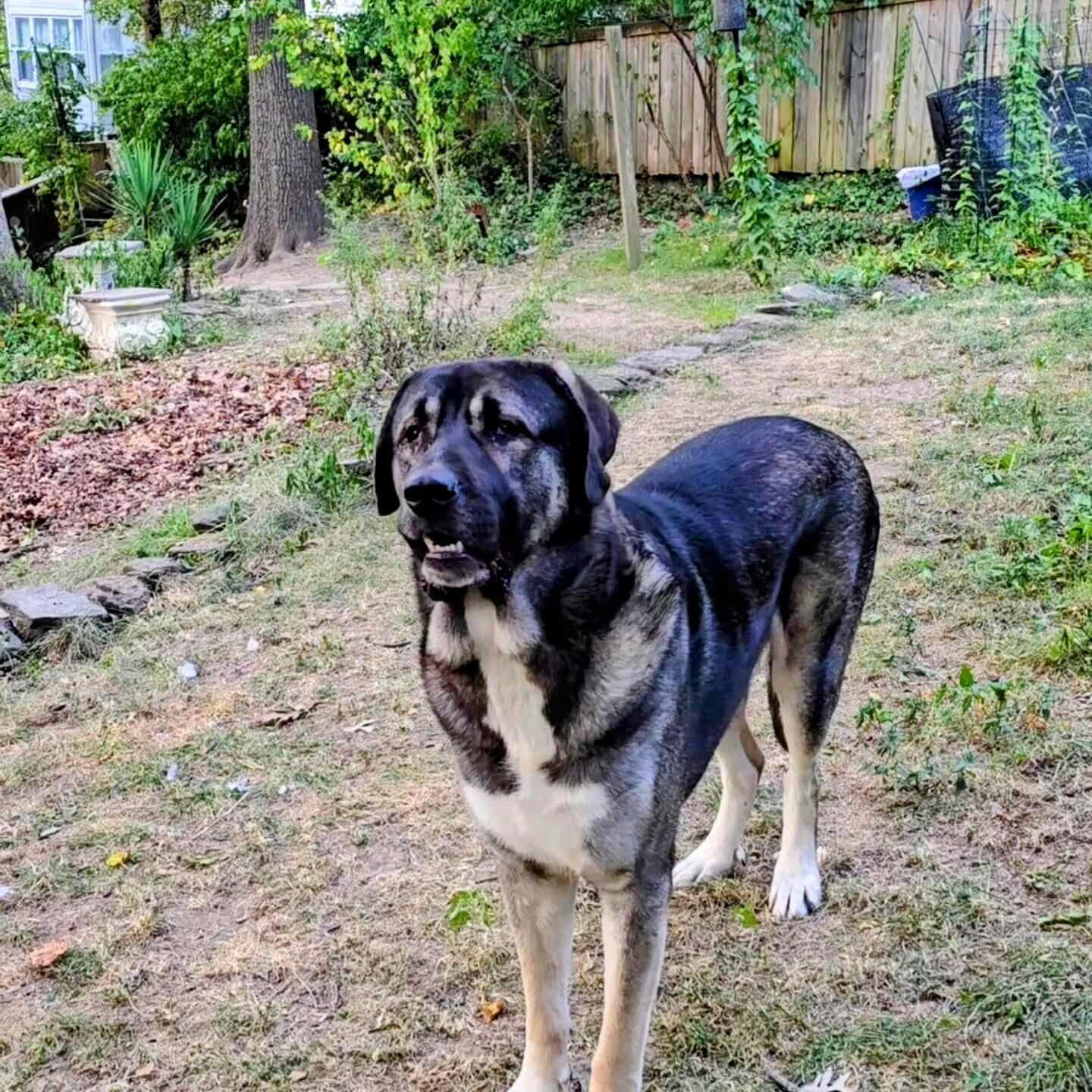 Enlarge Koa, a Adoptable mixed breed in Cheverly, MD image 5/6