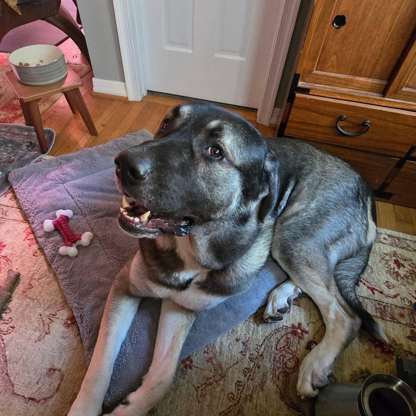 Enlarge Koa, a Adoptable mixed breed in Cheverly, MD image 6/6