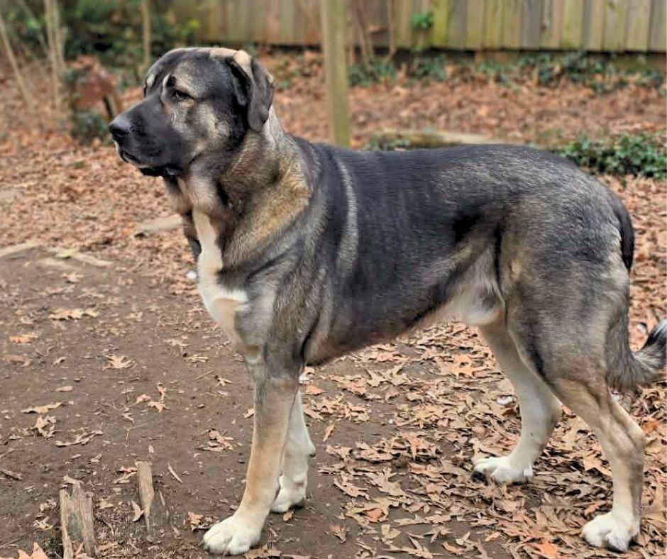 Enlarge Koa, a Adoptable mixed breed in Cheverly, MD image 1/6