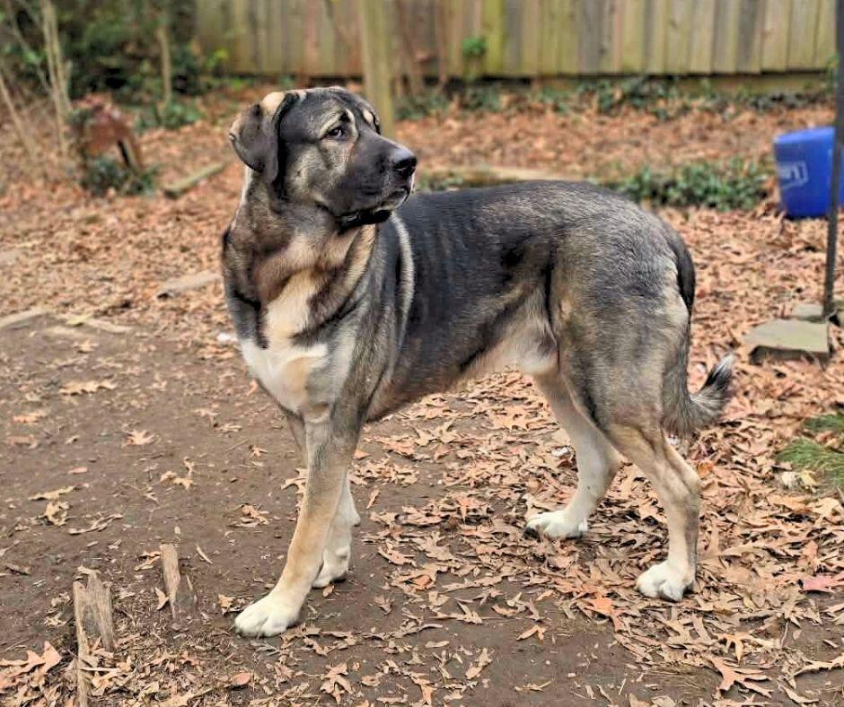 Enlarge Koa, a Adoptable mixed breed in Cheverly, MD image 3/6