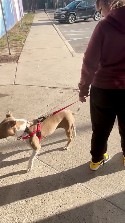 Enlarge Lotic, a Adoptable mixed breed in Bloomfield Hills, MI video 2/3