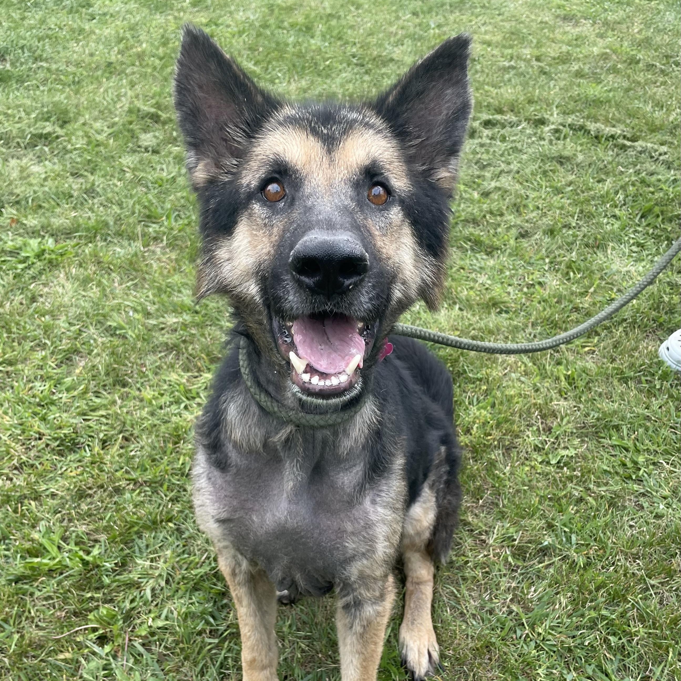 Pugsley, an adoptable German Shepherd Dog in Mishawaka, IN, 46545 | Photo Image 1