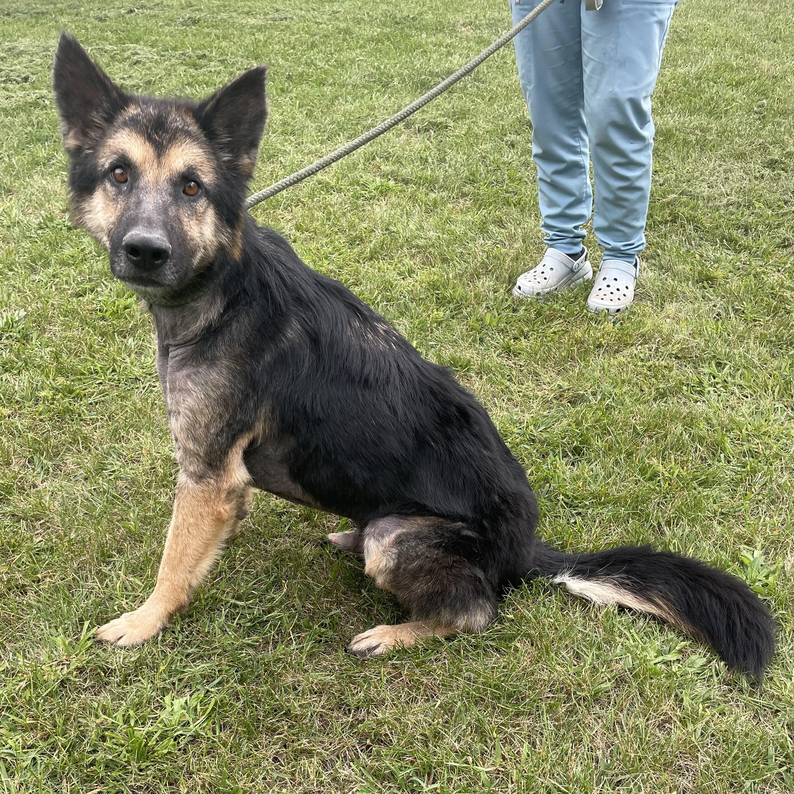Pugsley, an adoptable German Shepherd Dog in Mishawaka, IN, 46545 | Photo Image 5