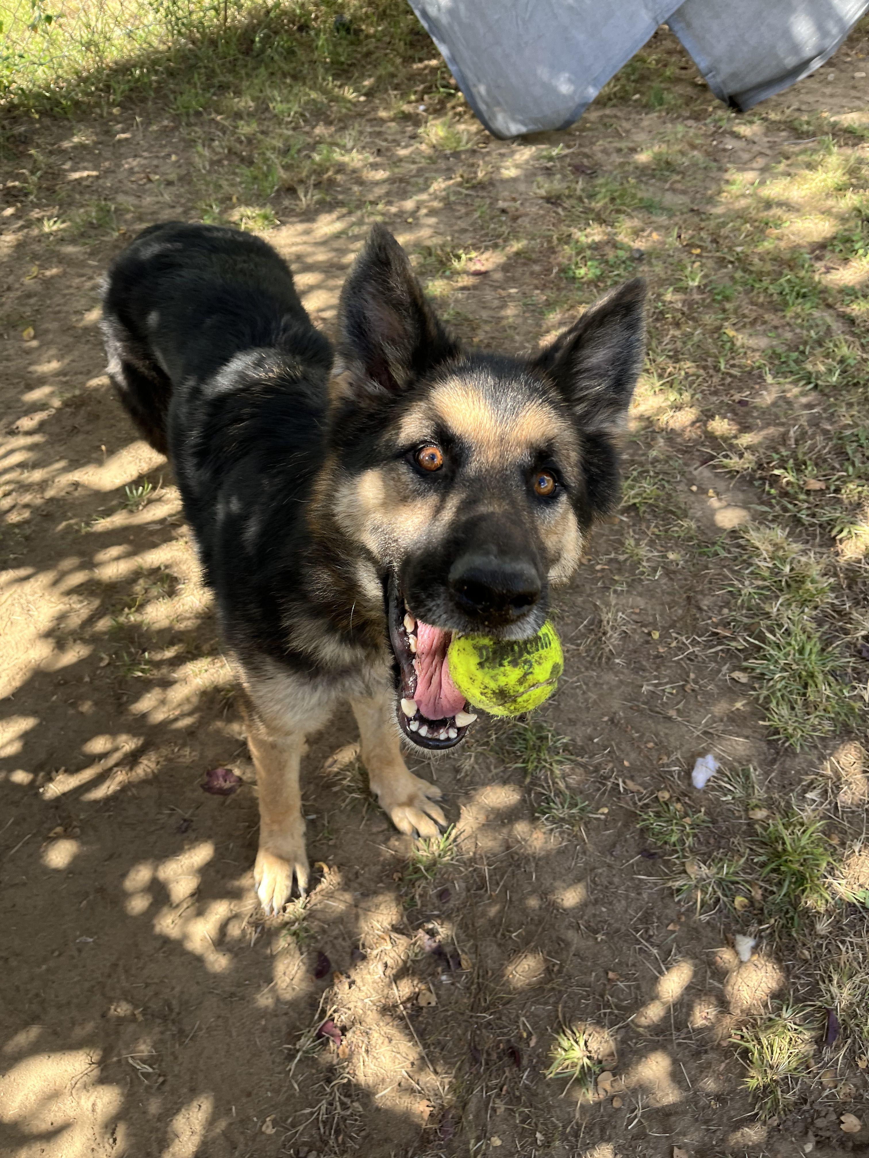 Pugsley, an adoptable German Shepherd Dog in Mishawaka, IN, 46545 | Photo Image 5