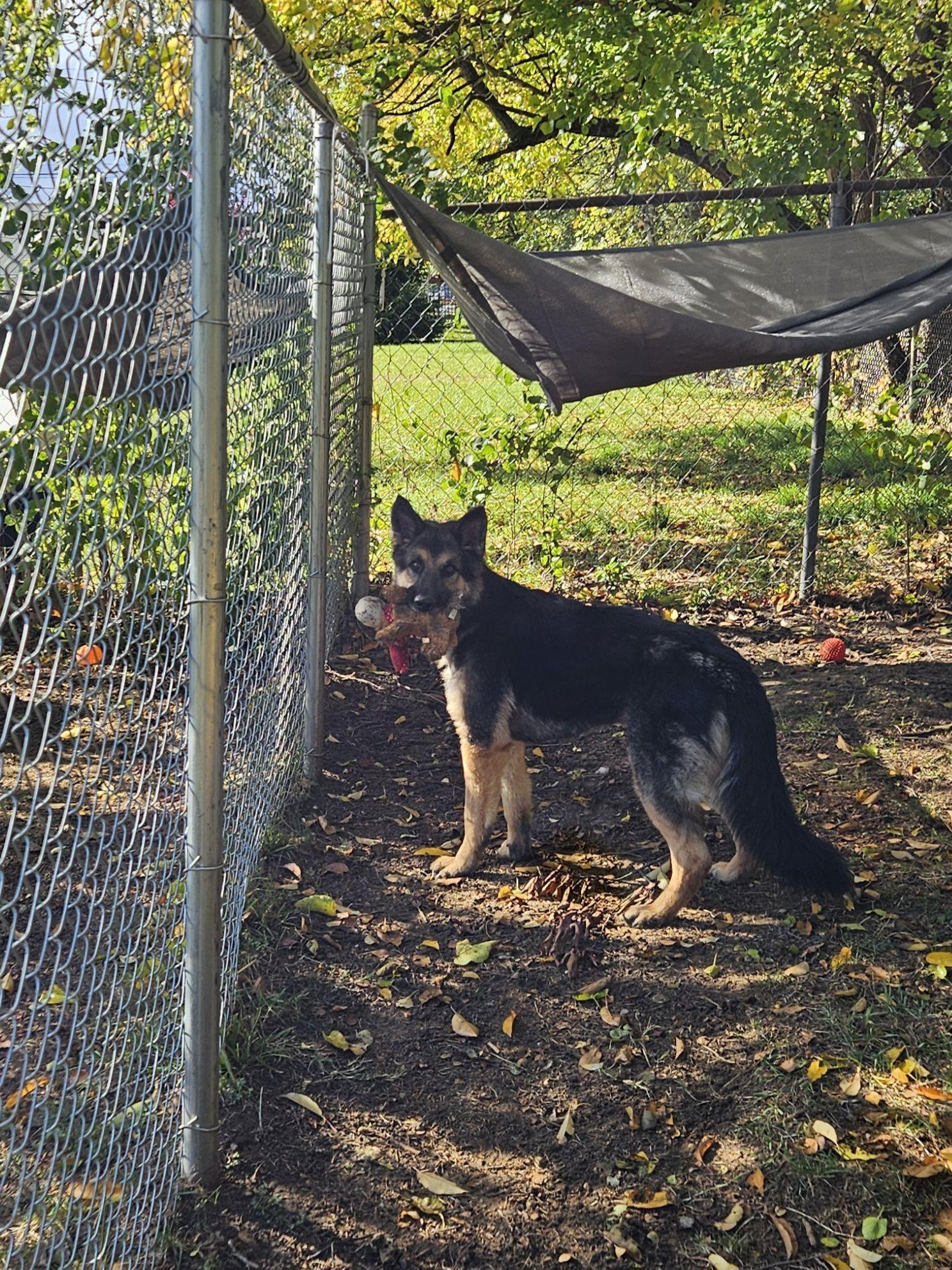 Pugsley, an adoptable German Shepherd Dog in Mishawaka, IN, 46545 | Photo Image 4