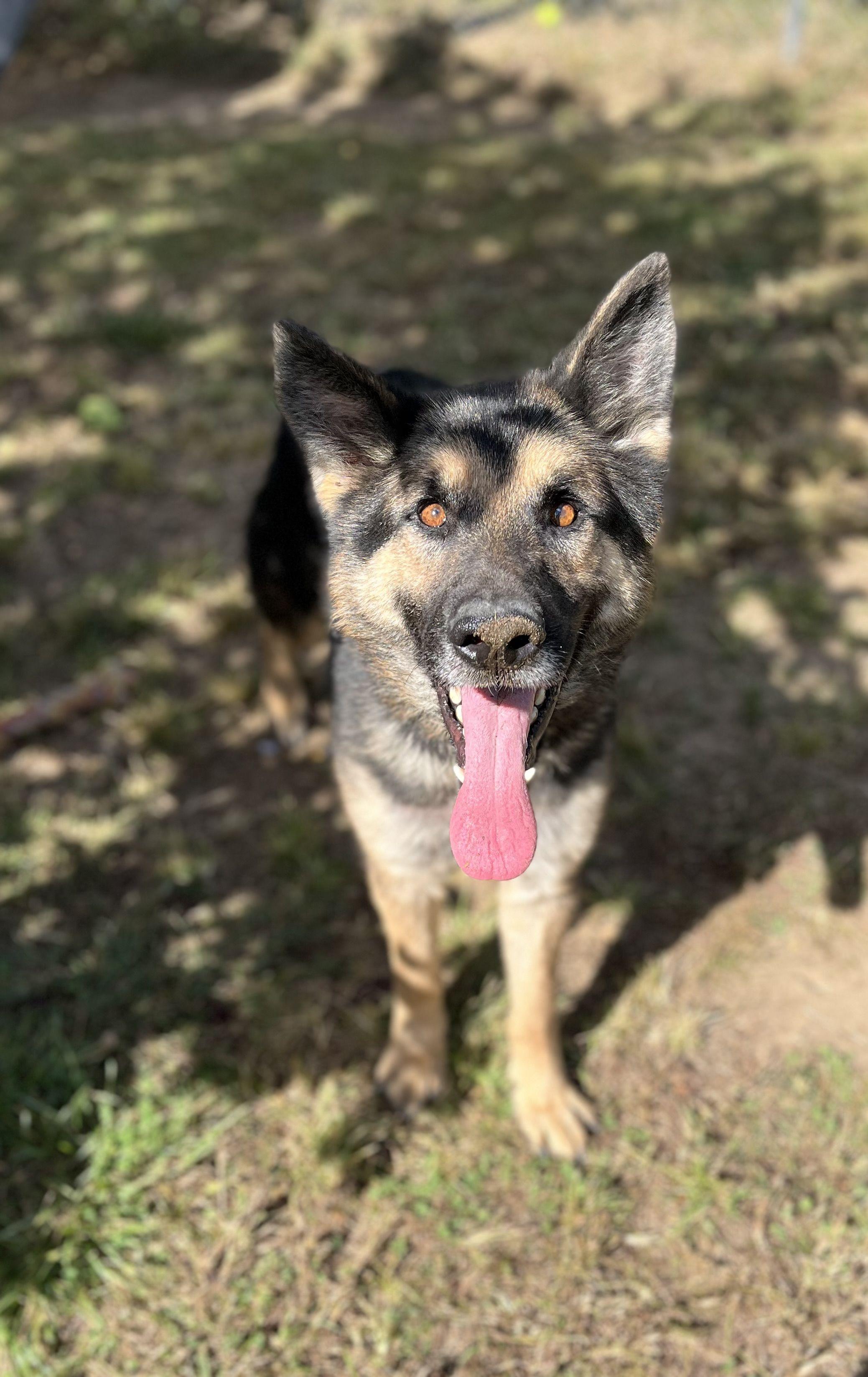 Pugsley, an adoptable German Shepherd Dog in Mishawaka, IN, 46545 | Photo Image 1