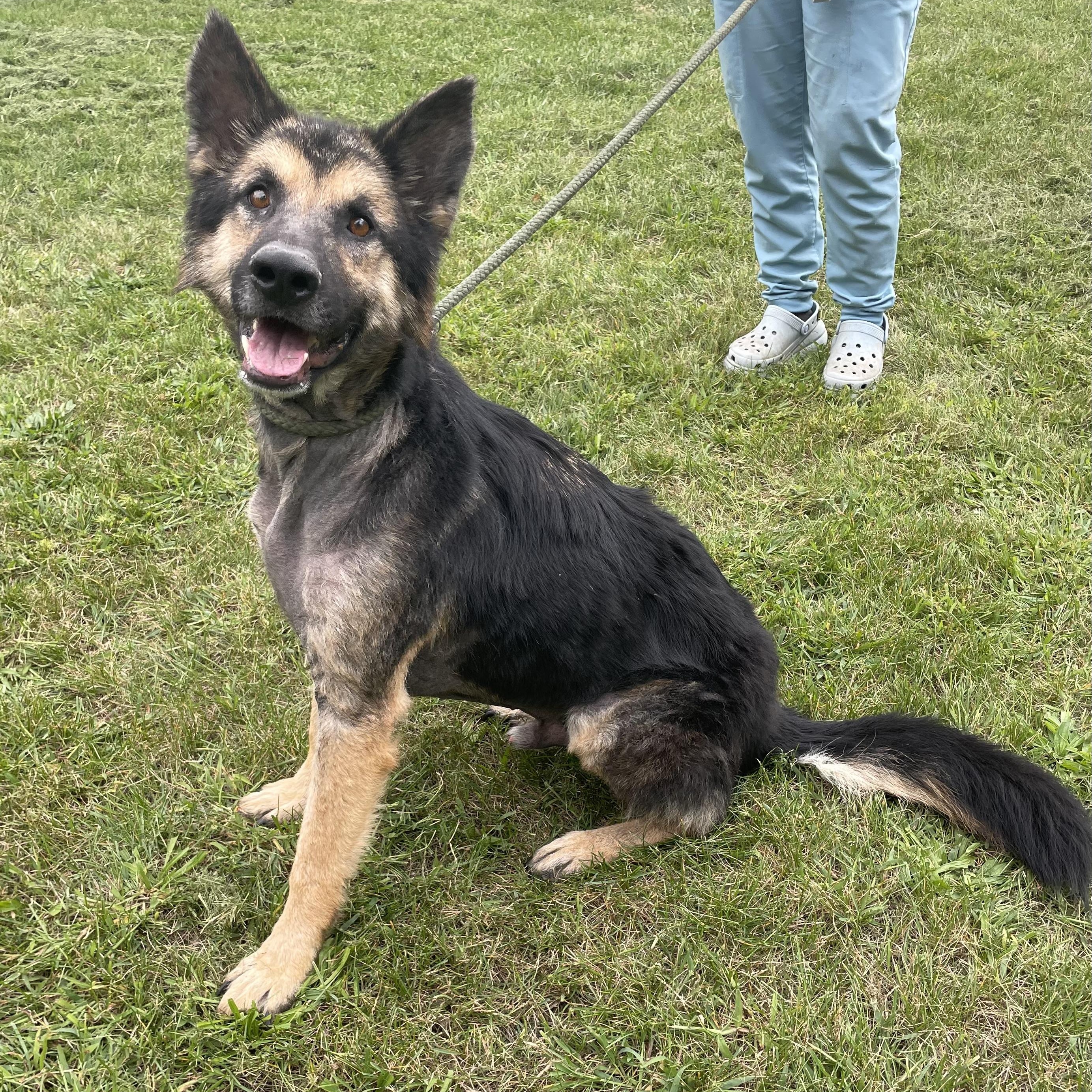 Pugsley, an adoptable German Shepherd Dog in Mishawaka, IN, 46545 | Photo Image 3