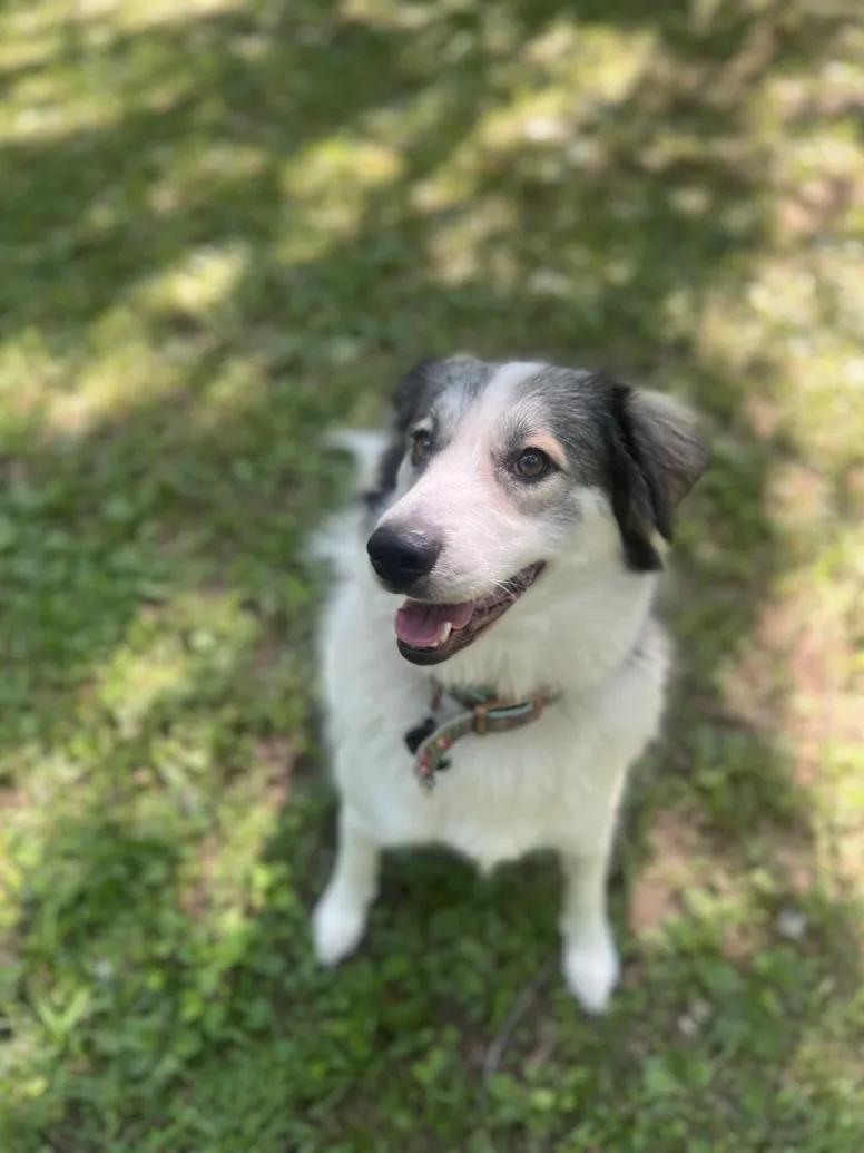 Millie, an adopted mixed breed in judsonia, AR image 2/3