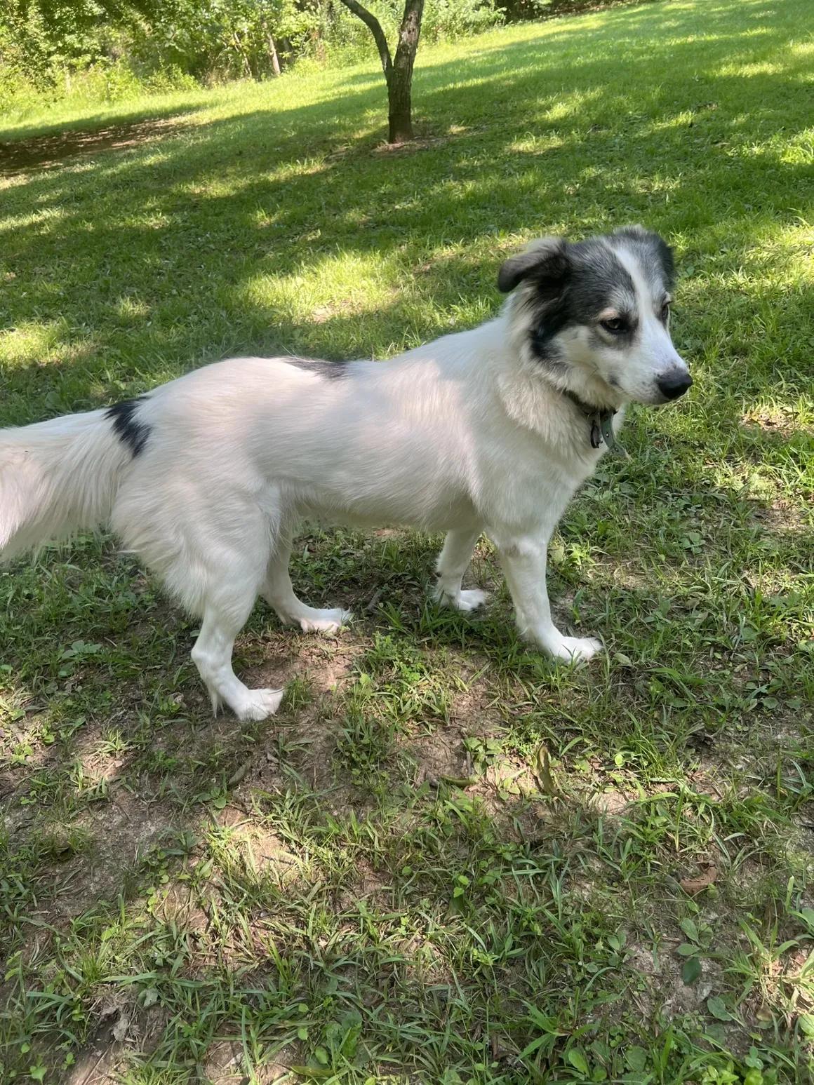 Millie, an adopted mixed breed in judsonia, AR image 1/3