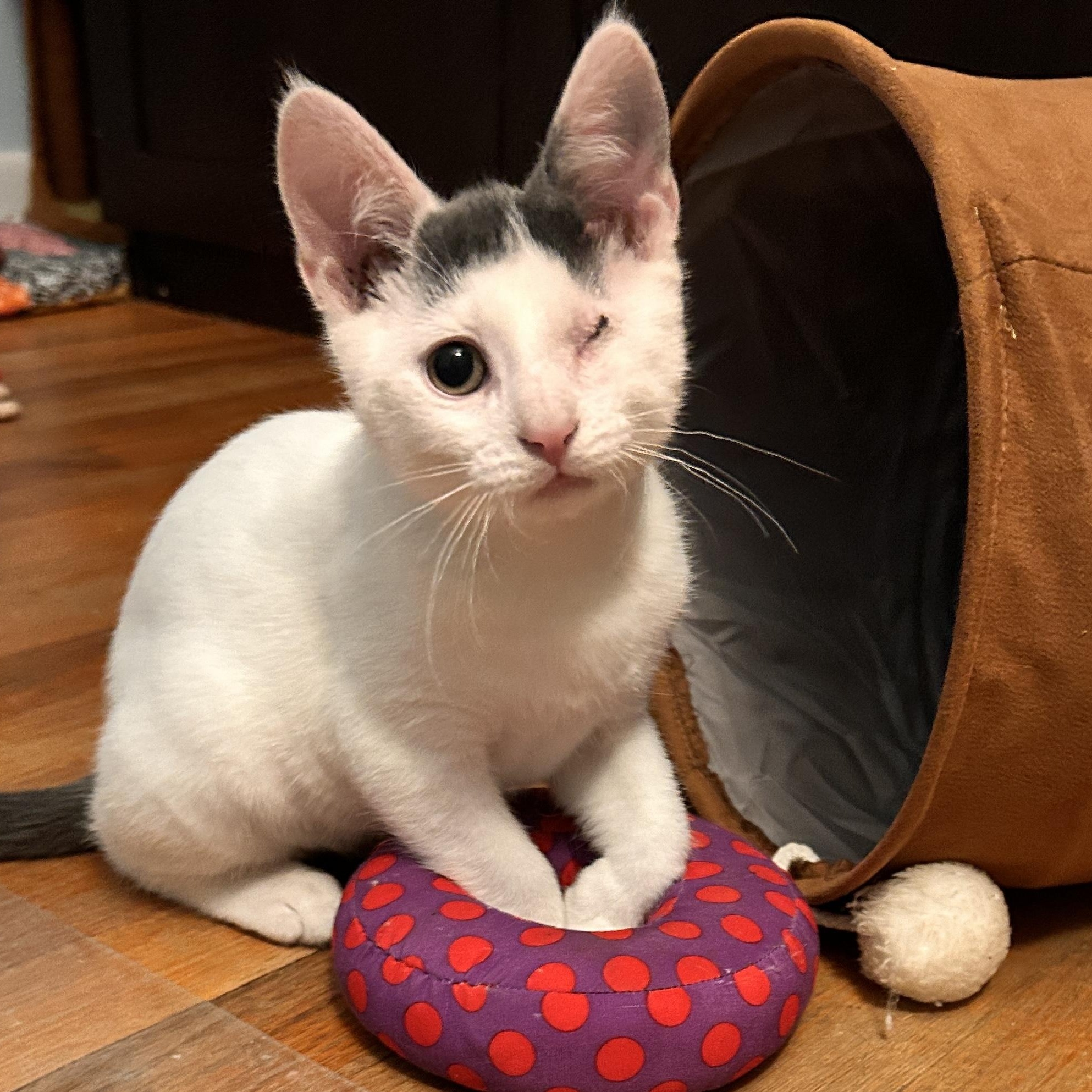 Zion, ADOPTABLE, Kitten Male Domestic Short Hair.