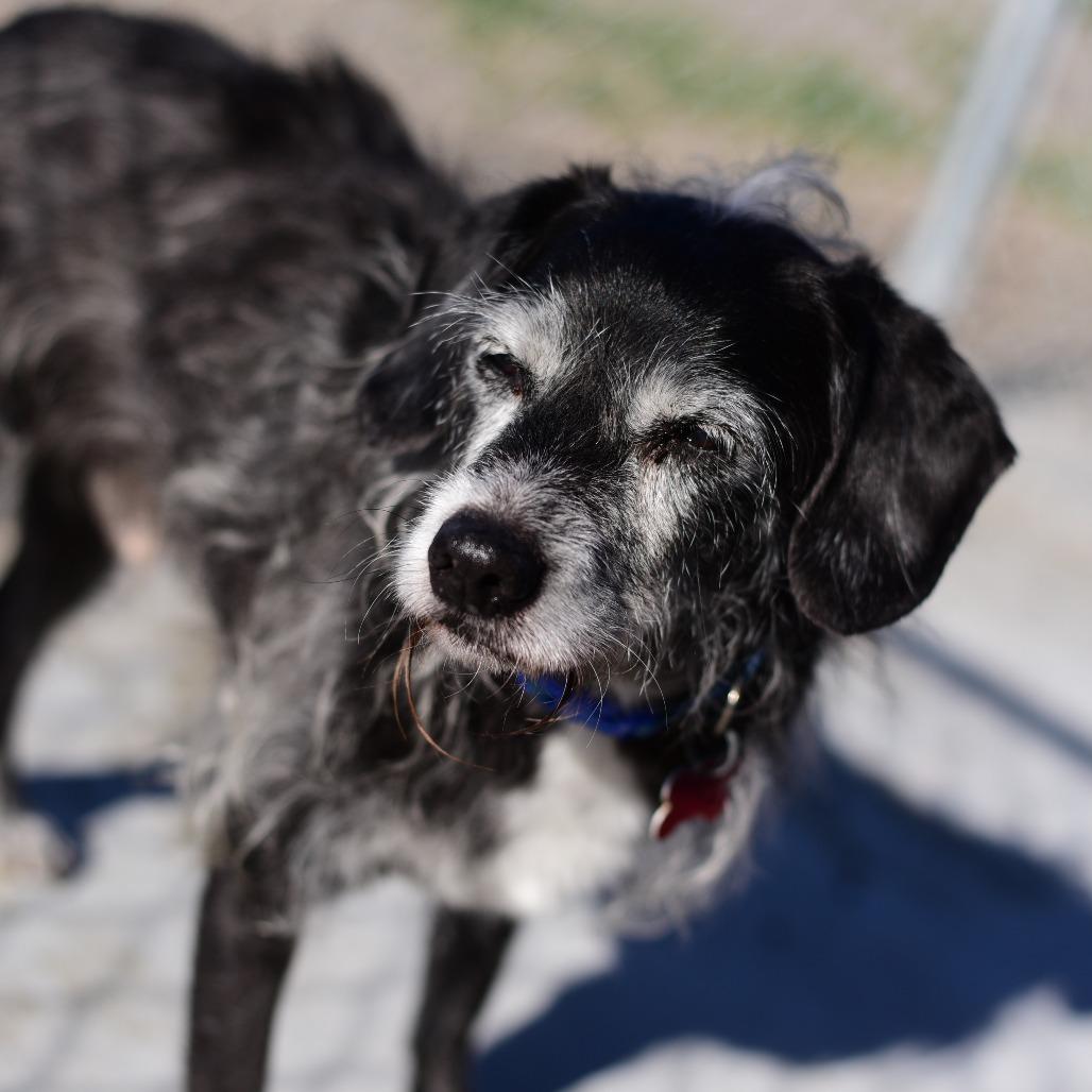 Enlarge Boston, a Adoptable mixed breed in Idaho Falls, ID image 1/3