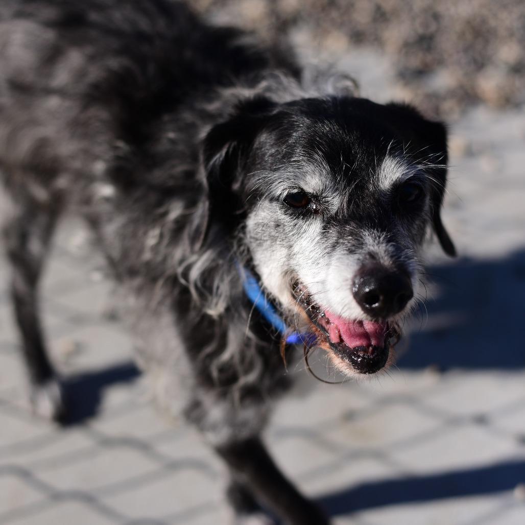 Enlarge Boston, a Adoptable mixed breed in Idaho Falls, ID image 2/3