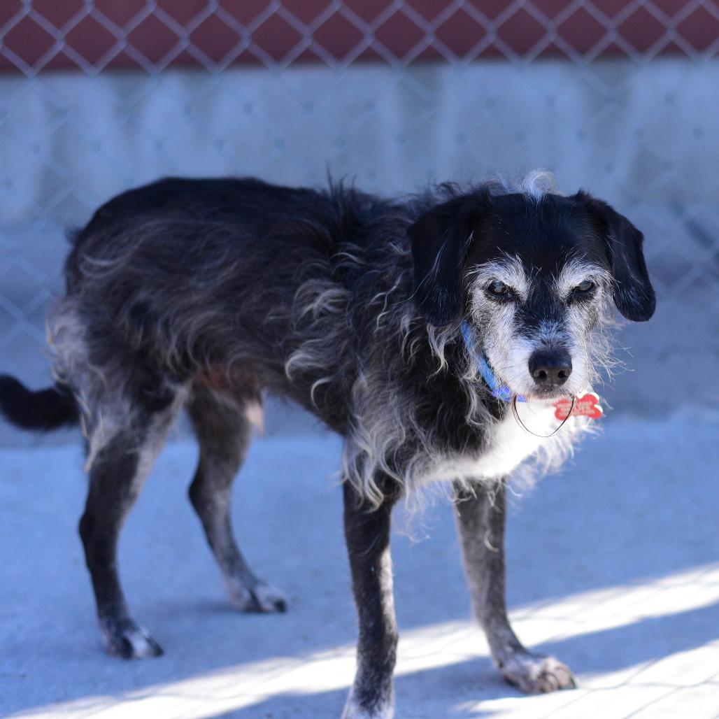 Enlarge Boston, a Adoptable mixed breed in Idaho Falls, ID image 3/3