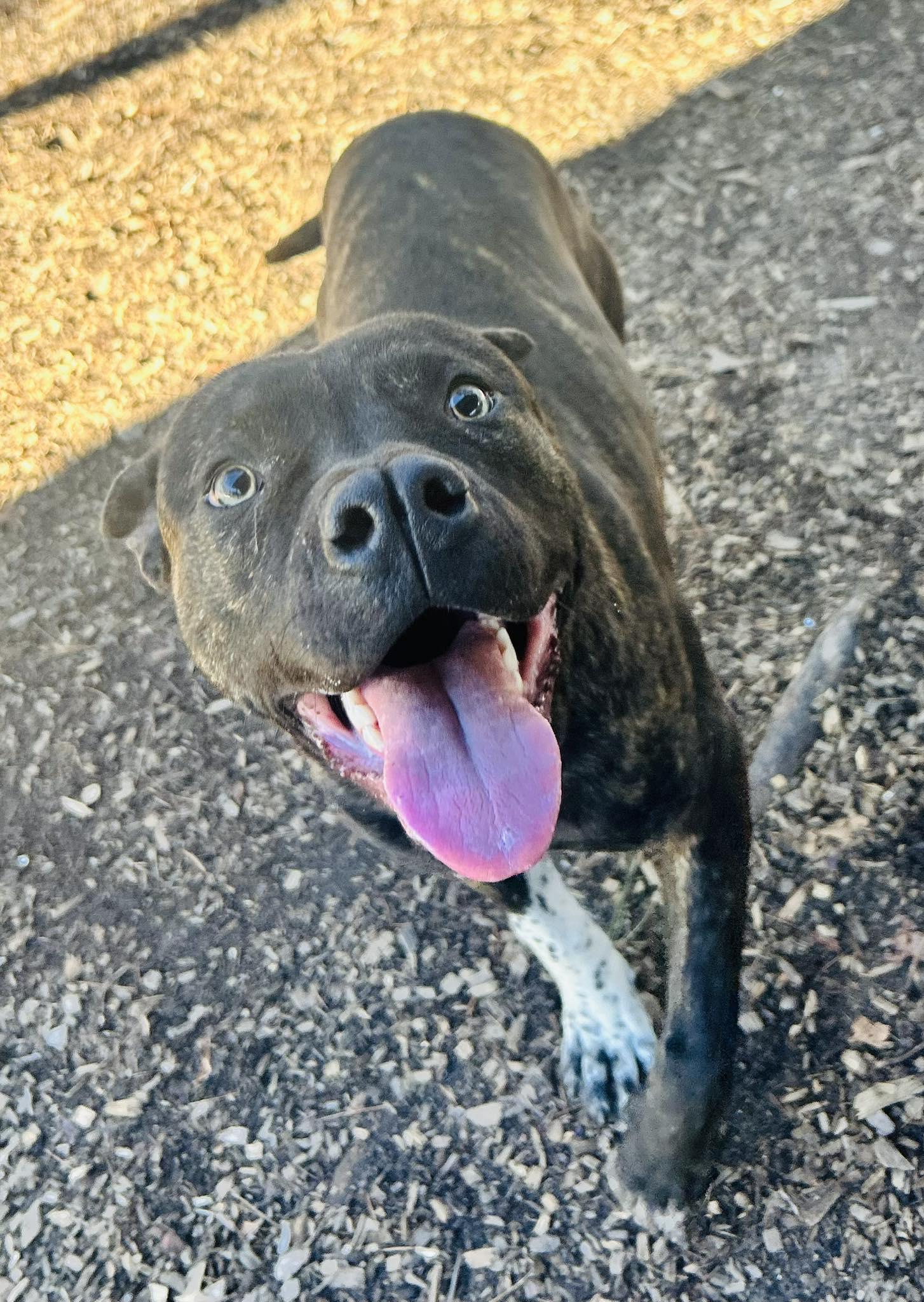 Thumper, Adoptable, Young Male Pit Bull Terrier.