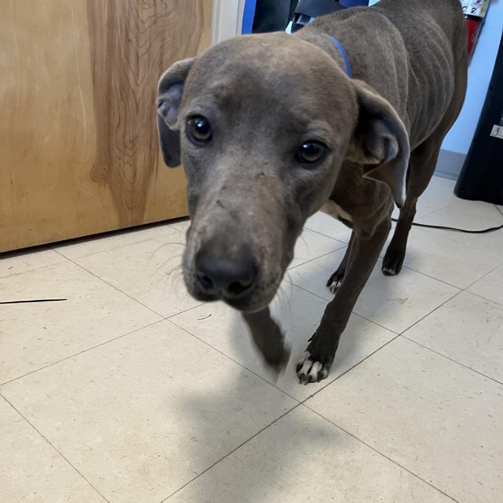 Rain, Adoptable, Adult Female Pit Bull Terrier.