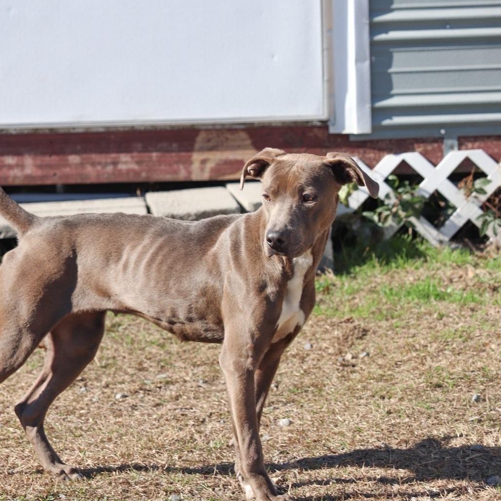 Enlarge Rain, a Adoptable Pit Bull Terrier in Richmond Hill, GA image 3/3