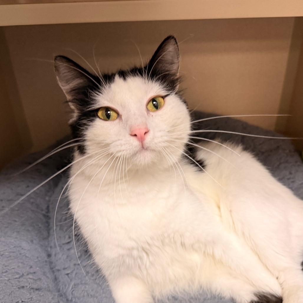Marge, Adoptable, Young Female Domestic Short Hair.