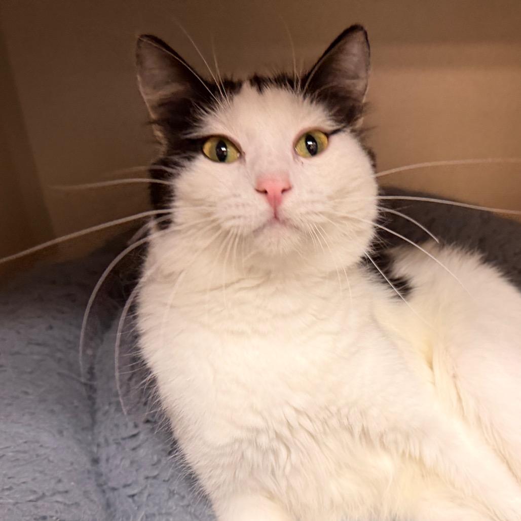 Enlarge Marge, a Adoptable Domestic Short Hair in Pagosa Springs, CO image 2/3