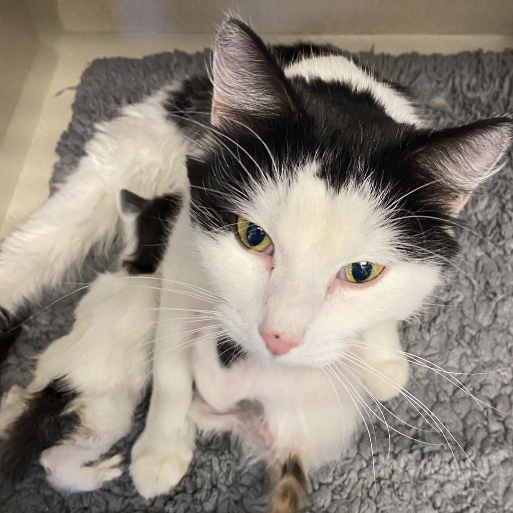Enlarge Marge, a Adoptable Domestic Short Hair in Pagosa Springs, CO image 3/3