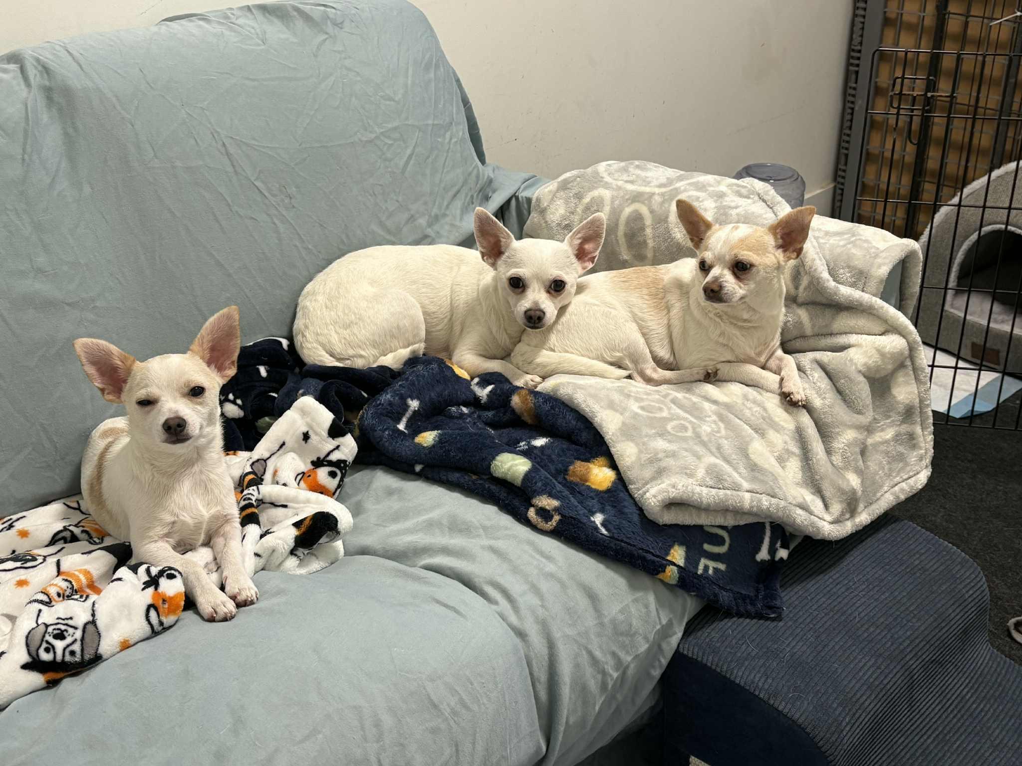 Bonded Trio, Adopted, Adult Male Chihuahua.