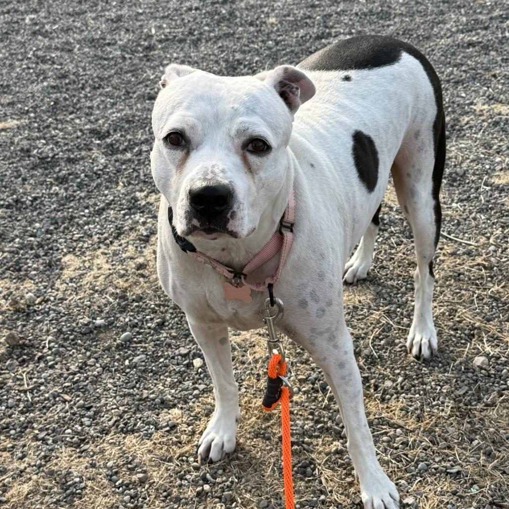 Sammy, a Adoptable mixed breed in Tacoma, WA image 1/3