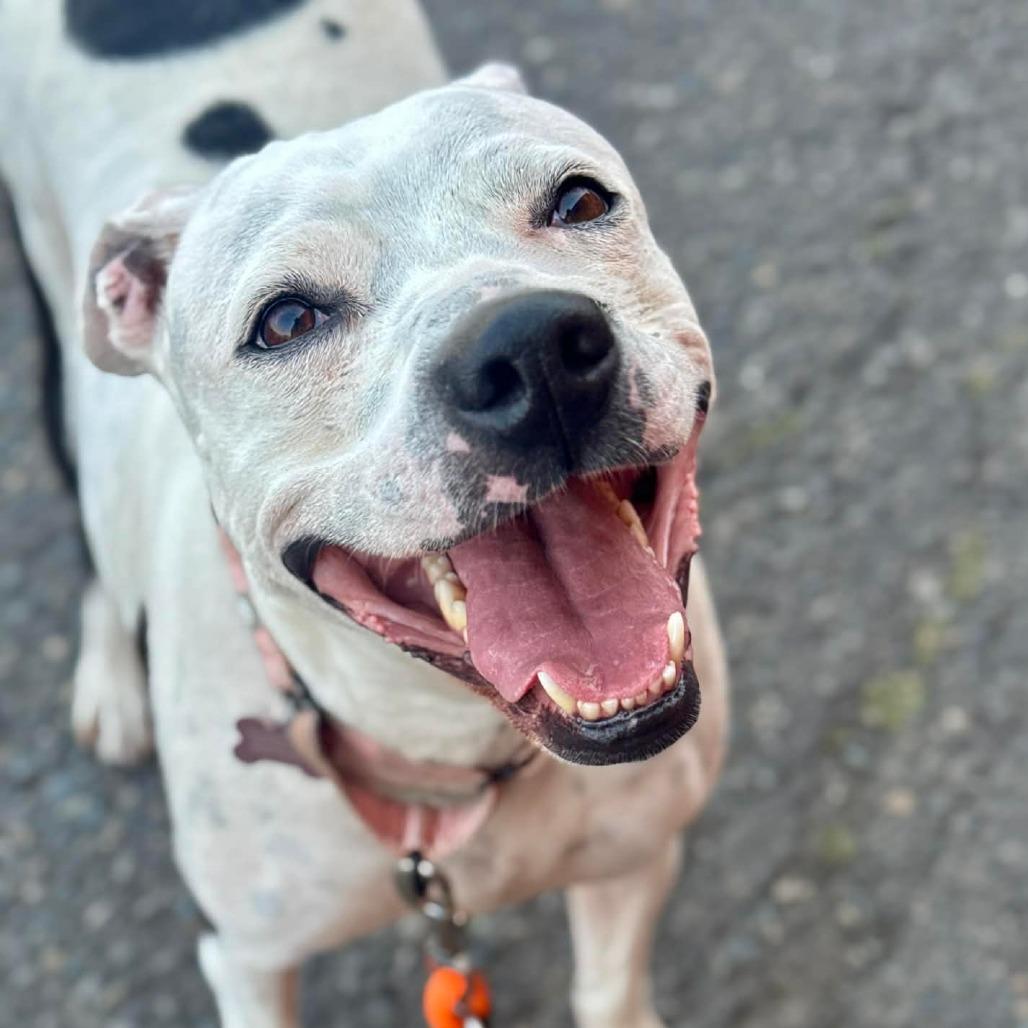 Sammy, a Adoptable mixed breed in Tacoma, WA image 2/3