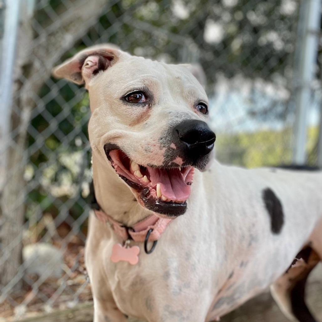 Sammy, a Adoptable mixed breed in Tacoma, WA image 3/3
